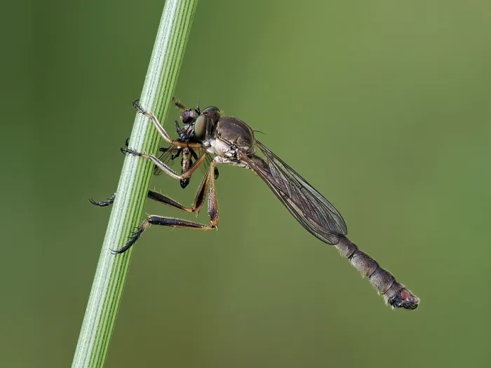 Framed Print : RF - Robberfly (Leptogaster cylindrica) feeding on fly prey among grass, Hertfordshire, England, UK. July. Focus stacked