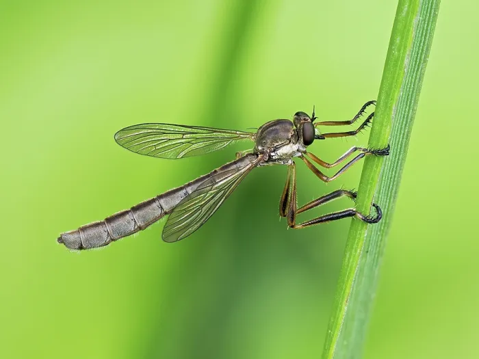 Framed Print : RF - Robberfly (Leptogaster cylindrica) resting on grass stem, Hertfordshire, England, UK. July. Focus stacked Framed Print : RF - Robberfly (Leptogaster cylindrica) resting on grass stem, Hertfordshire, England, UK. July. Focus stacked
