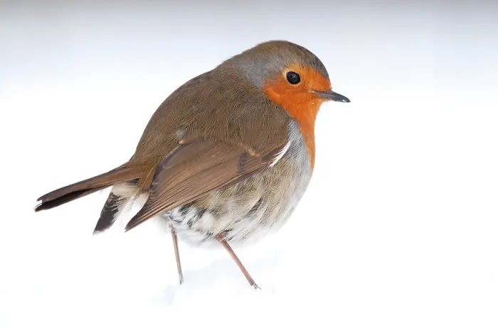 Framed Print : RF- Robin (Erithacus rubecula) portrait in snow. Near Bradworthy, Devon, UK. January Framed Print : RF- Robin (Erithacus rubecula) portrait in snow. Near Bradworthy, Devon, UK. January