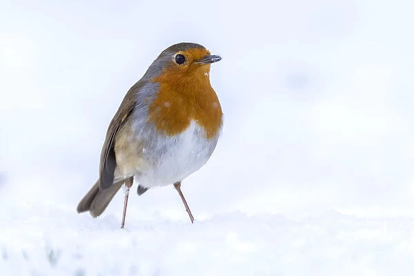 RF - Robin (Erithacus rubecula) in the snow, Broxwater, Cornwall, UK. March