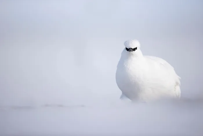 Framed Print : RF - Rock ptarmigan (Lagopus mutus) in winter plumage, on snow, Svalbard, Norway. April. (This image may be licensed either as rights managed or royalty free.) Framed Print : RF - Rock ptarmigan (Lagopus mutus) in winter plumage, on snow, Svalbard, Norway. April. (This image may be licensed either as rights managed or royalty free.)