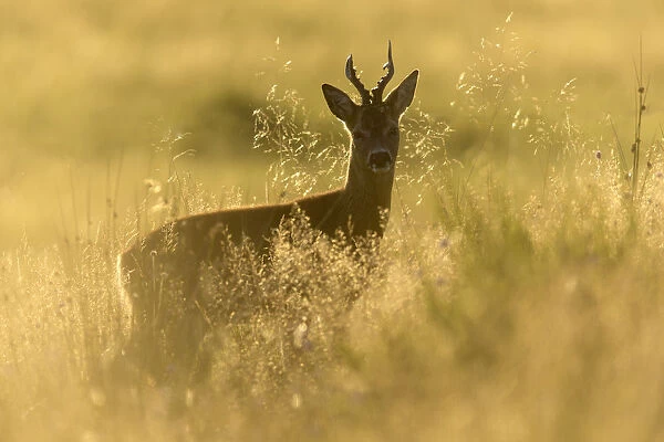 RF - Roe buck (Capreolus capreolus) stood in rough grassland in evening light, Scotland