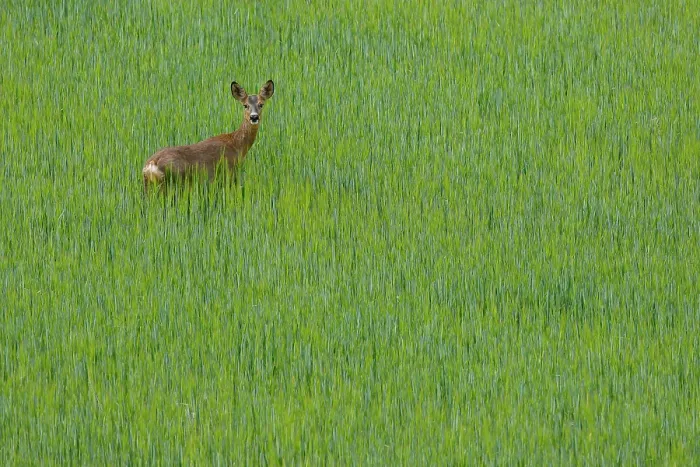 Framed Print : RF - Roe deer (Capreolus capreolus) female, standing alert in a cereal field, La Rioja, Spain. May. (This image may be licensed either as rights managed or royalty free.) Framed Print : RF - Roe deer (Capreolus capreolus) female, standing alert in a cereal field, La Rioja, Spain. May. (This image may be licensed either as rights managed or royalty free.)