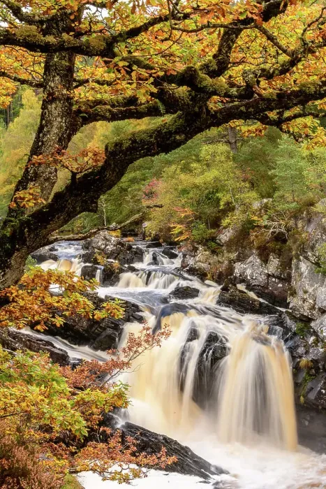 Framed Print : RF - Rogie Falls and autumn woodland with Common oak or Pedunculate oak (Quercus robur). Caledonian forest, Reilig Glen, Scottish Highlands. Scotland. October. (This image may be licensed either as rights managed or royalty free.) Framed Print : RF - Rogie Falls and autumn woodland with Common oak or Pedunculate oak (Quercus robur). Caledonian forest, Reilig Glen, Scottish Highlands. Scotland. October. (This image may be licensed either as rights managed or royalty free.)