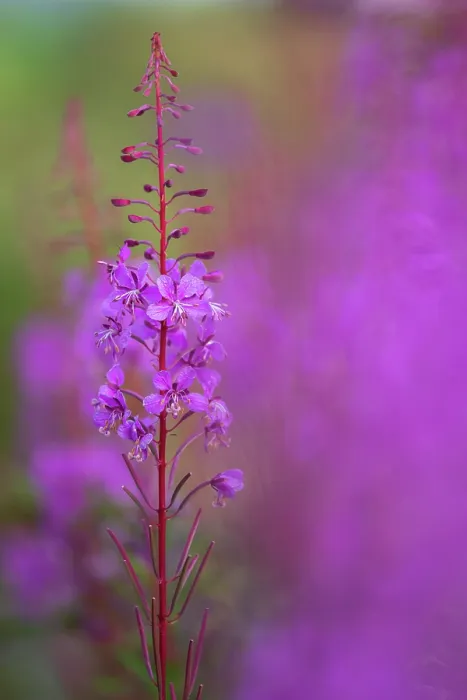 Framed Print : RF - Rosebay willowherb (Chamaenerion angustifolium) in flower, Tamar Lakes, Devon, England, UK. July. (This image may be licensed either as rights managed or royalty free.)