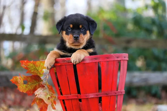 Framed Print : RF - Rottweiler puppy sitting in a basket, portrait, Haddam, Connecticut, USA. December. (This image may be licensed either as rights managed or royalty free.) Framed Print : RF - Rottweiler puppy sitting in a basket, portrait, Haddam, Connecticut, USA. December. (This image may be licensed either as rights managed or royalty free.)