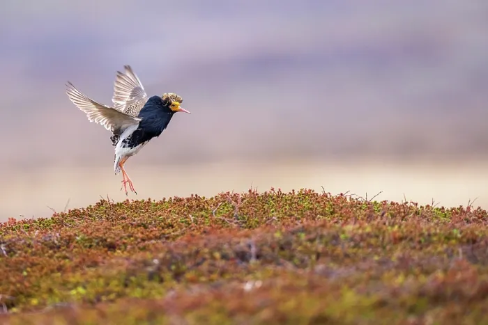 Framed Print : RF - Ruff (Philomachus pugnax) male, displaying at lek site, Varanger Peninsula, Finnmark, Norway. June. (This image may be licensed either as rights managed or royalty free.)