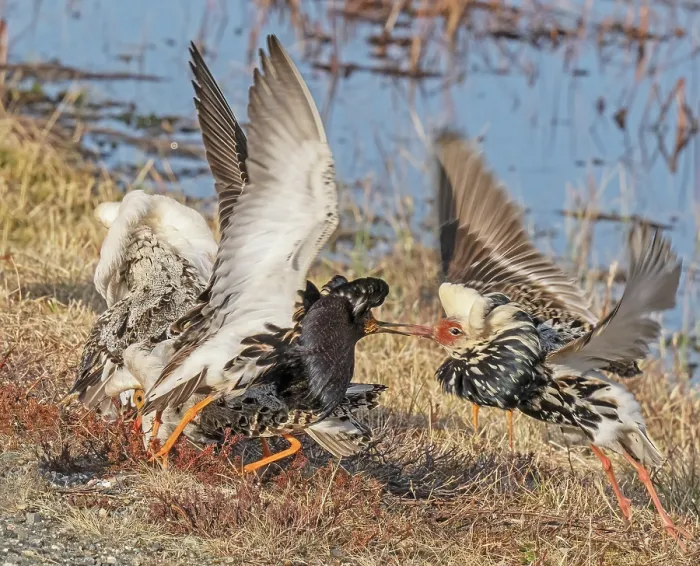 Framed Print : RF - Three Ruffs (Calidris pugnax) male, at the main lek, two energetically fighting and displaying, Pokka, Finnish Lapland. May Framed Print : RF - Three Ruffs (Calidris pugnax) male, at the main lek, two energetically fighting and displaying, Pokka, Finnish Lapland. May