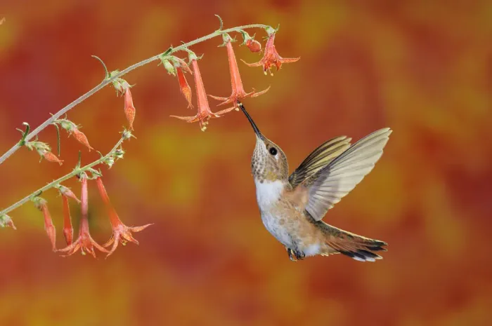 Framed Print : RF- Rufous Hummingbird (Selasphorus rufus) female feeding in flight on Scarlet Gilia Framed Print : RF- Rufous Hummingbird (Selasphorus rufus) female feeding in flight on Scarlet Gilia