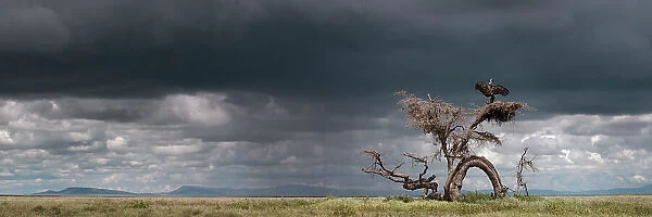 RF - Ruppell's griffon vulture (Gyps rueppellii) drying its wings after a rain storm, perched on strangely gnarled tree (known locally as the Devil Tree'). Ngorongoro Conservation Area, Serengeti National Park, Tanzania. Digitally stitched image