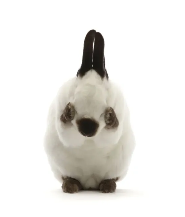 Framed Print : RF - Sable-point rabbit, grooming face Framed Print : RF - Sable-point rabbit, grooming face