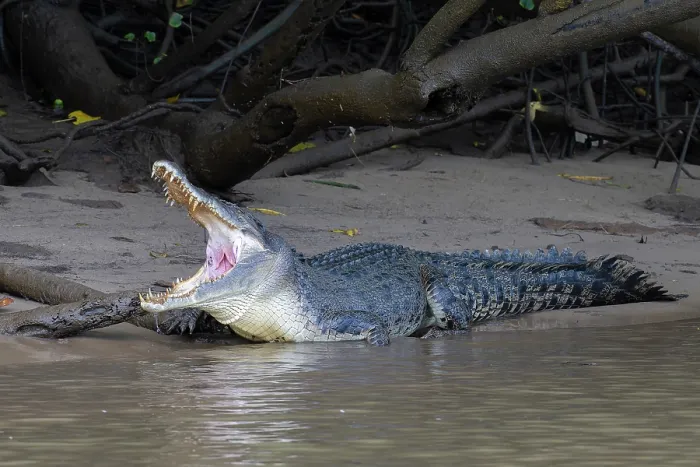 Framed Print : RF - Saltwater crocodile (Crocodylus porosus) resting on mud bank at river's edge, Daintree River, Queensland, Australia Framed Print : RF - Saltwater crocodile (Crocodylus porosus) resting on mud bank at river's edge, Daintree River, Queensland, Australia