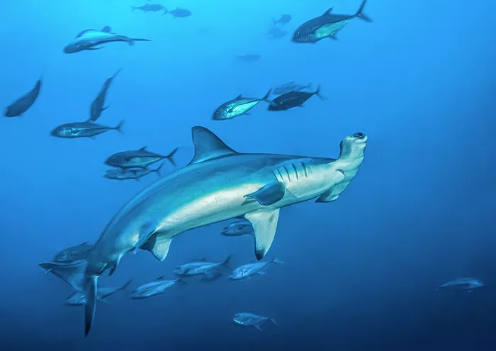 Framed Print : RF - Scalloped hammerhead shark (Sphyrna lewini) swimming with Bigeye jacks (Caranx sexfasciatus), Cocos Island, Costa Rica, Pacific Ocean. Critically endangered Framed Print : RF - Scalloped hammerhead shark (Sphyrna lewini) swimming with Bigeye jacks (Caranx sexfasciatus), Cocos Island, Costa Rica, Pacific Ocean. Critically endangered