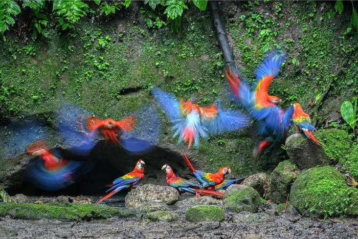 Framed Print : RF - Scarlet macaws (Ara macao) flock gathering at cave clay lick at the base of a cliff along the Napo River, Yasuni National Park, Amazon, Ecuador Framed Print : RF - Scarlet macaws (Ara macao) flock gathering at cave clay lick at the base of a cliff along the Napo River, Yasuni National Park, Amazon, Ecuador