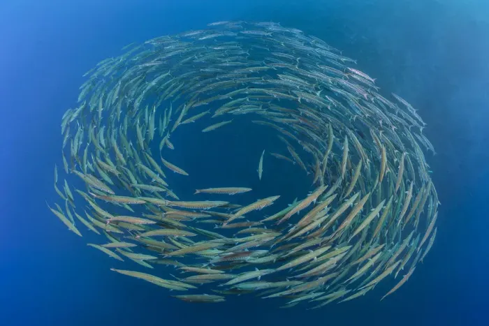 Framed Print : RF- School of Blackfin barracuda (Sphyraena qenie) forming circle in open water at Shark Reef Framed Print : RF- School of Blackfin barracuda (Sphyraena qenie) forming circle in open water at Shark Reef