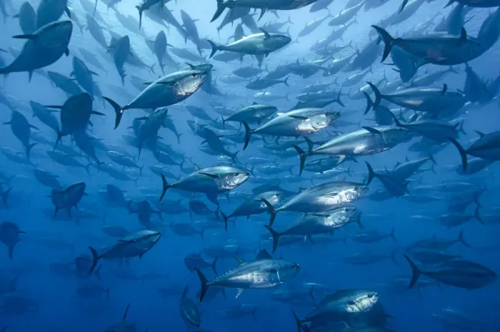Framed Print : RF - School of large Atlantic bluefin tuna (Thunnus thynnus) captive in a growing pen Framed Print : RF - School of large Atlantic bluefin tuna (Thunnus thynnus) captive in a growing pen