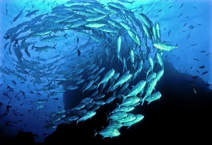 Framed Print : RF - Schooling Bigeye jacks (Caranx sexfasciatus), Cocos Island, Costa Rica, Pacific Ocean. (This image may be licensed either as rights managed or royalty free.) Framed Print : RF - Schooling Bigeye jacks (Caranx sexfasciatus), Cocos Island, Costa Rica, Pacific Ocean. (This image may be licensed either as rights managed or royalty free.)