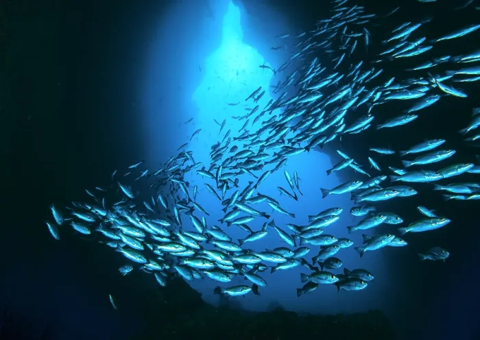 Framed Print : RF - Schooling Jordan's snappers (Lutjanus jordani) backlit swimming past underwater arch, Dos Amigos, Cocos Island, Costa Rica, Pacific Ocean Framed Print : RF - Schooling Jordan's snappers (Lutjanus jordani) backlit swimming past underwater arch, Dos Amigos, Cocos Island, Costa Rica, Pacific Ocean