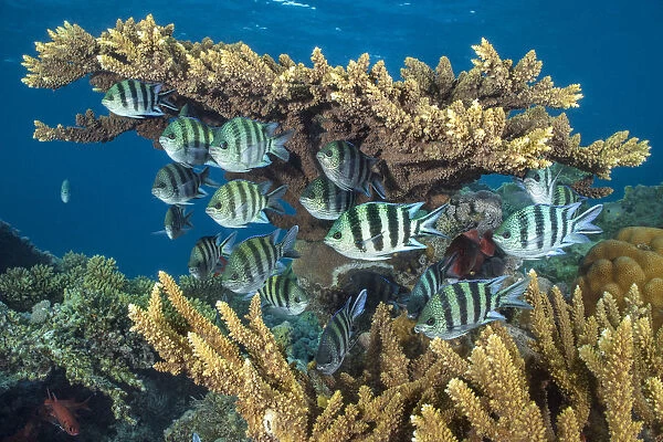 RF - Scissortail sergeants fish (Abudefduf sexfasciatus) sheltering beneath hard coral (Acropora sp. ) in the evening on a coral reef, Red Sea