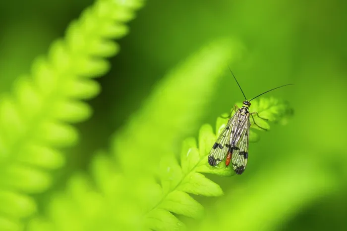 Framed Print : RF - Scorpion fly (Panorpa sp.) female, resting among ferns, Broxwater, Cornwall, England, UK. June. (This image may be licensed either as rights managed or royalty free.) Framed Print : RF - Scorpion fly (Panorpa sp.) female, resting among ferns, Broxwater, Cornwall, England, UK. June. (This image may be licensed either as rights managed or royalty free.)