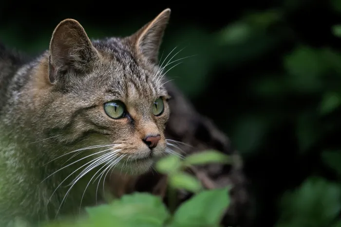 Framed Print : RF - Scottish wildcat (Felis silvestris silvestris) female, cautiously peering out from undergrowth Framed Print : RF - Scottish wildcat (Felis silvestris silvestris) female, cautiously peering out from undergrowth