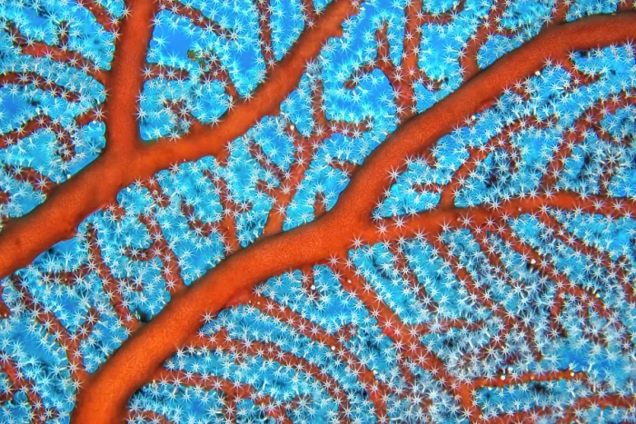 Framed Print : RF - Sea fan (Euplexaura sp.) detail, on a coral reef, Kimbe Bay, West New Britain, Papua New Guinea, Bismark Sea, Pacific Ocean