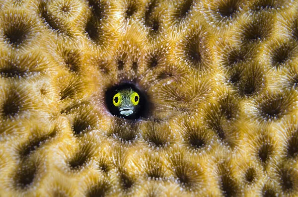 RF- Secretary blenny (Acanthemblemaria maria) peering from hole in massive Starlet coral