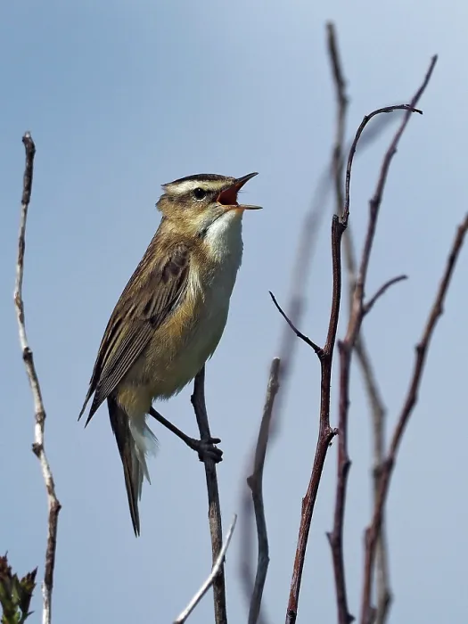 Framed Print : RF - Sedge warbler (Acrocephalus schoenobaenus) male, perched on dead twigs singing, Yorkshire, England, UK. June Framed Print : RF - Sedge warbler (Acrocephalus schoenobaenus) male, perched on dead twigs singing, Yorkshire, England, UK. June