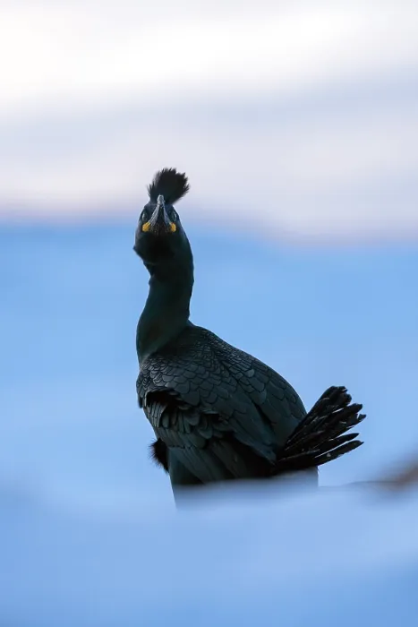Framed Print : RF - Shag (Phalacrocorax aristotelis) on snow, portrait, Hornoya, Varanger, Finnmark, Norway. March. (This image may be licensed either as rights managed or royalty free.) Framed Print : RF - Shag (Phalacrocorax aristotelis) on snow, portrait, Hornoya, Varanger, Finnmark, Norway. March. (This image may be licensed either as rights managed or royalty free.)