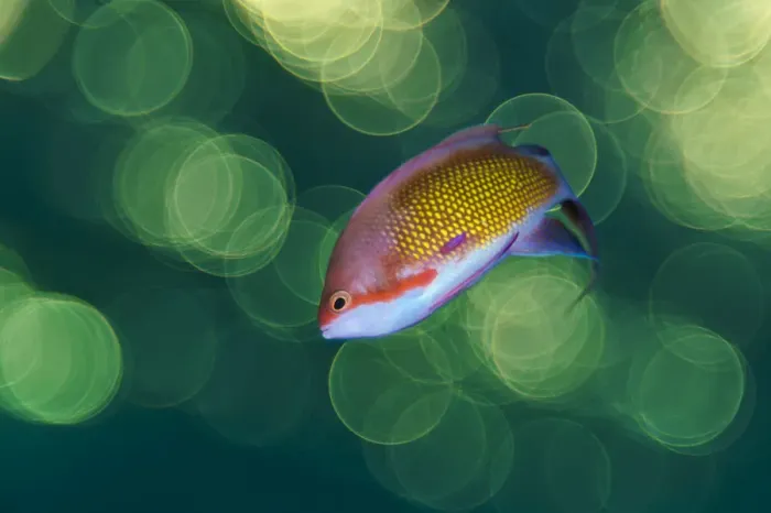 Framed Print : RF - Shallow depth of field portrait of male Scalefin anthia (Pseudanthias squamipinnis) Framed Print : RF - Shallow depth of field portrait of male Scalefin anthia (Pseudanthias squamipinnis)
