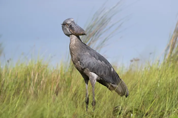 Framed Print : RF - Shoebill (Balaeniceps rex) female, standing in long grass, Mabamba Swamp, Uganda. (This image may be licensed either as rights managed or royalty free.) Framed Print : RF - Shoebill (Balaeniceps rex) female, standing in long grass, Mabamba Swamp, Uganda. (This image may be licensed either as rights managed or royalty free.)