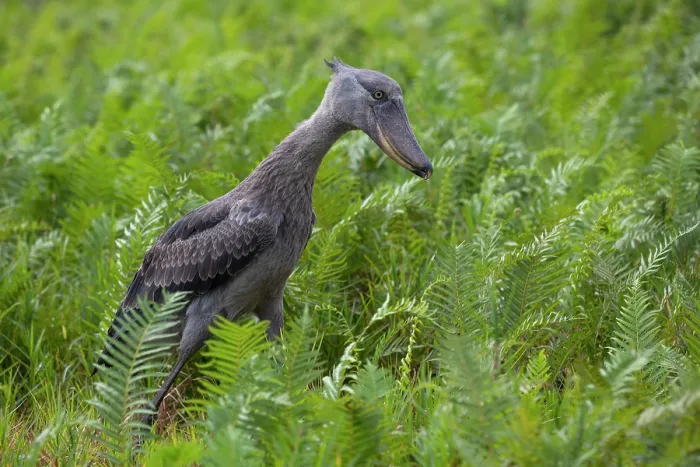 Framed Print : RF - Shoebill (Balaeniceps rex) walking through swamp, Mabamba swamp, Uganda. (This image may be licensed either as rights managed or royalty free.) Framed Print : RF - Shoebill (Balaeniceps rex) walking through swamp, Mabamba swamp, Uganda. (This image may be licensed either as rights managed or royalty free.)