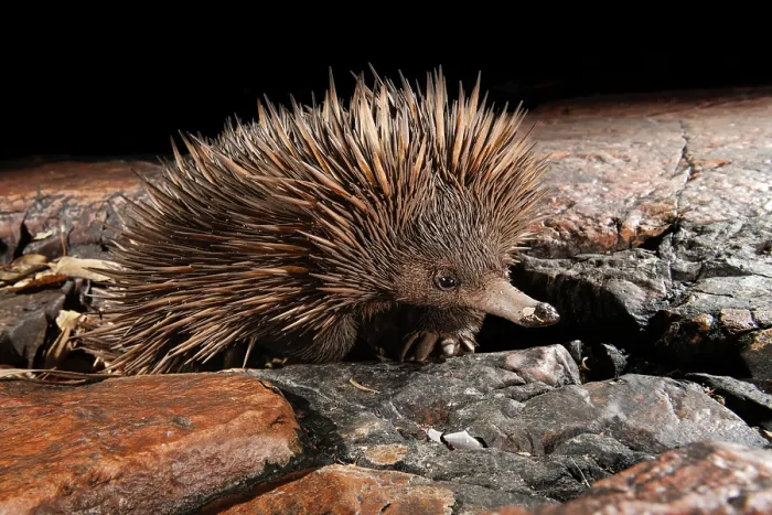 Framed Print : RF - Short-beaked echidna (Tachyglossus aculeatus) exploring the base of a deep sandstone gorge at night, Adelaide River Hills, Australia Framed Print : RF - Short-beaked echidna (Tachyglossus aculeatus) exploring the base of a deep sandstone gorge at night, Adelaide River Hills, Australia