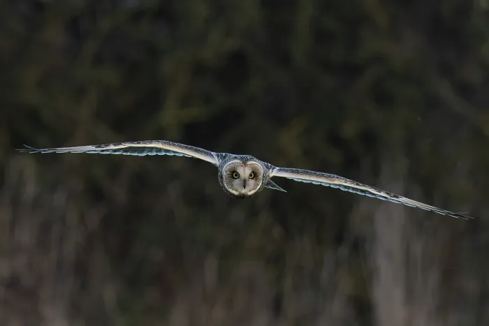Framed Print : RF - Short-eared owl (Asio flammeus) in flight, St Benet's Abbey Norfolk, England, UK. December. (This image may be licensed either as rights managed or royalty free.) Framed Print : RF - Short-eared owl (Asio flammeus) in flight, St Benet's Abbey Norfolk, England, UK. December. (This image may be licensed either as rights managed or royalty free.)