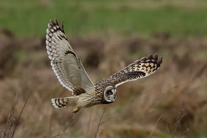 Framed Print : RF - Short-eared owl (Asio flammeus) in flight, St Benet's Abbey, Norfolk, England, UK. February. (This image may be licensed either as rights managed or royalty free.) Framed Print : RF - Short-eared owl (Asio flammeus) in flight, St Benet's Abbey, Norfolk, England, UK. February. (This image may be licensed either as rights managed or royalty free.)