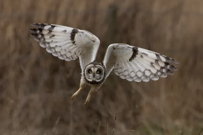 Framed Print : RF - Short-eared owl (Asio flammeus) in flight, St Benet's Abbey, Norfolk, England, UK. February. (This image may be licensed either as rights managed or royalty free.) Framed Print : RF - Short-eared owl (Asio flammeus) in flight, St Benet's Abbey, Norfolk, England, UK. February. (This image may be licensed either as rights managed or royalty free.)