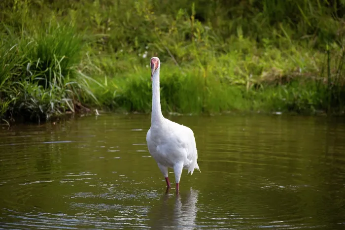 Framed Print : RF - Siberian crane (Leucogeranus leucogeranus) standing in shallow pool, International Crane Foundation, Baraboo, Wisconsin, USA. Captive, occurs in Asia. Critically endangered Framed Print : RF - Siberian crane (Leucogeranus leucogeranus) standing in shallow pool, International Crane Foundation, Baraboo, Wisconsin, USA. Captive, occurs in Asia. Critically endangered