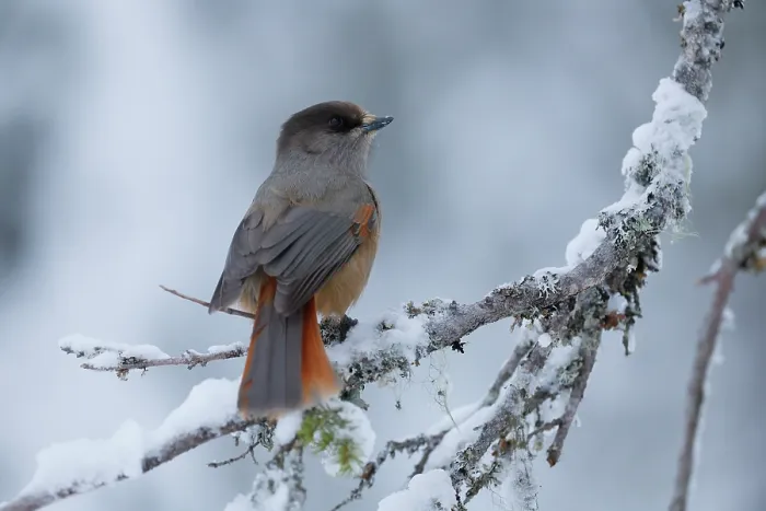 Framed Print : RF - Siberian jay (Perisoreus infaustus) perched on snow-covered branch, Oulanka National Park, Finland. January Framed Print : RF - Siberian jay (Perisoreus infaustus) perched on snow-covered branch, Oulanka National Park, Finland. January