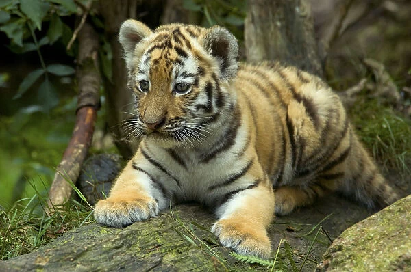 RF- Siberian tiger (Panthera tigris altaica) young cub, lying down, looking away, captive