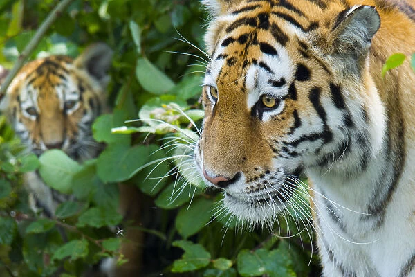 RF - Siberian tiger (Panthera tigris altaica) female, with cub peering through vegetation