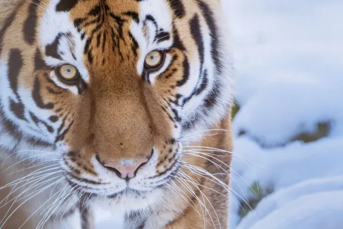 Framed Print : RF - Siberian tiger (Panthera tigris altaica) in snow, captive Framed Print : RF - Siberian tiger (Panthera tigris altaica) in snow, captive