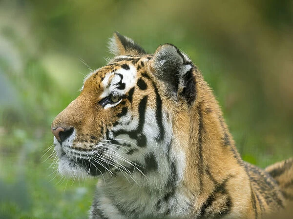 RF - Siberian tiger (Panthera tigris tigris). Captive