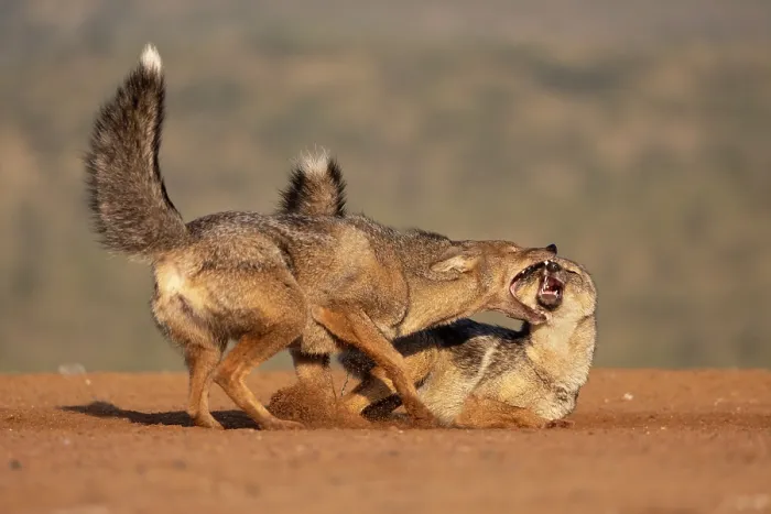 Framed Print : RF - Two Side-striped jackals (Canis adustus) displaying aggression-submission behaviour, Zimanga private game reserve, KwaZulu-Natal, South Africa Framed Print : RF - Two Side-striped jackals (Canis adustus) displaying aggression-submission behaviour, Zimanga private game reserve, KwaZulu-Natal, South Africa