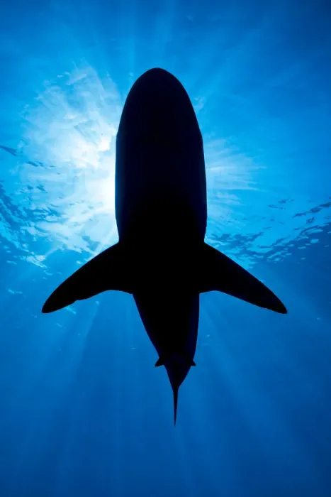 Framed Print : RF - Silhouette of a large Pelagic silky shark (Carcharhinus falciformis Framed Print : RF - Silhouette of a large Pelagic silky shark (Carcharhinus falciformis