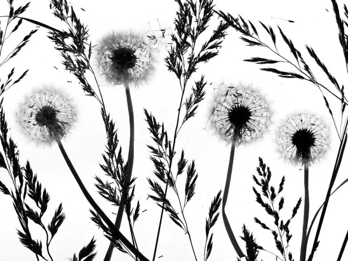 Framed Print : RF - Silhouettes of Dandelion (Taraxacum officinale) seed heads and grasses, England, UK Framed Print : RF - Silhouettes of Dandelion (Taraxacum officinale) seed heads and grasses, England, UK
