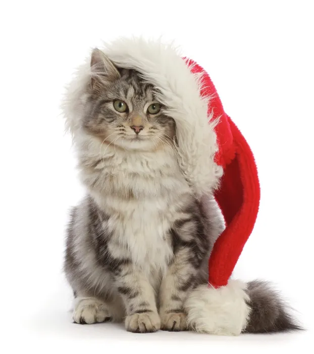 Framed Print : RF - Silver tabby cat, Freya, age 5 months, wearing a Father Christmas hat Framed Print : RF - Silver tabby cat, Freya, age 5 months, wearing a Father Christmas hat