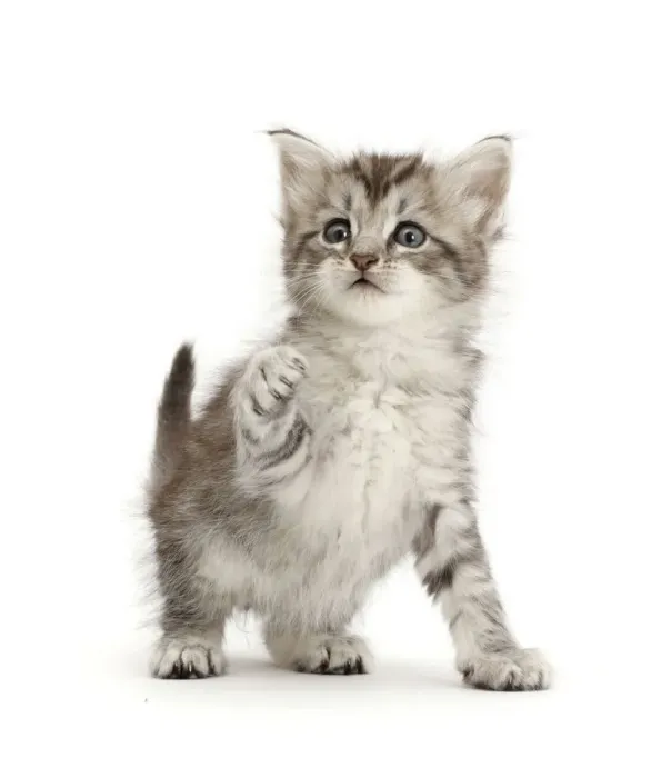 Framed Print : RF - Silver tabby kitten with raised paw Framed Print : RF - Silver tabby kitten with raised paw