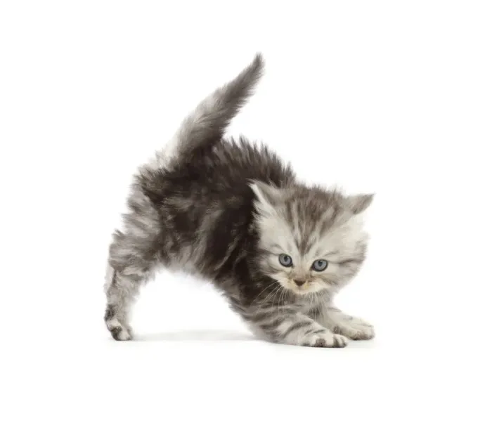 Framed Print : RF - Silver tabby Persian-cross kitten arching back in playful confrontation Framed Print : RF - Silver tabby Persian-cross kitten arching back in playful confrontation