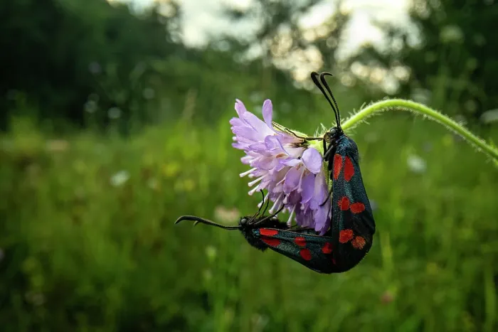 Framed Print : RF - Six-spot burnet moths (Zygaena filipendulae) pair mating on a flower in a meadow at sunset, Lucerne, Switzerland. July