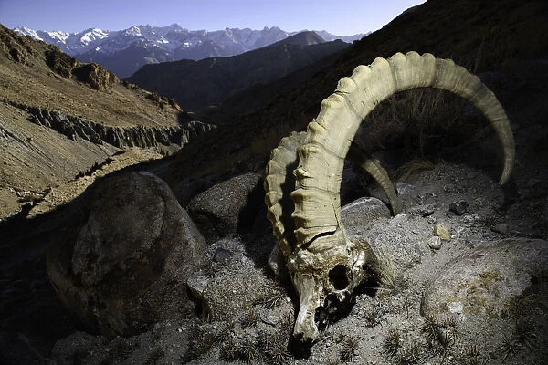RF - Skull of a male Himalayan ibex (Capra sibirica) (killed by a snow leopard) lying